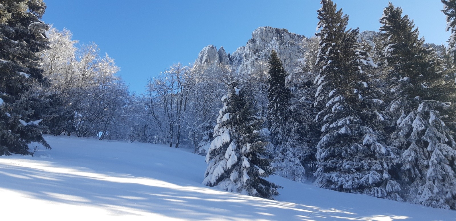 #3 Clairière Clairière