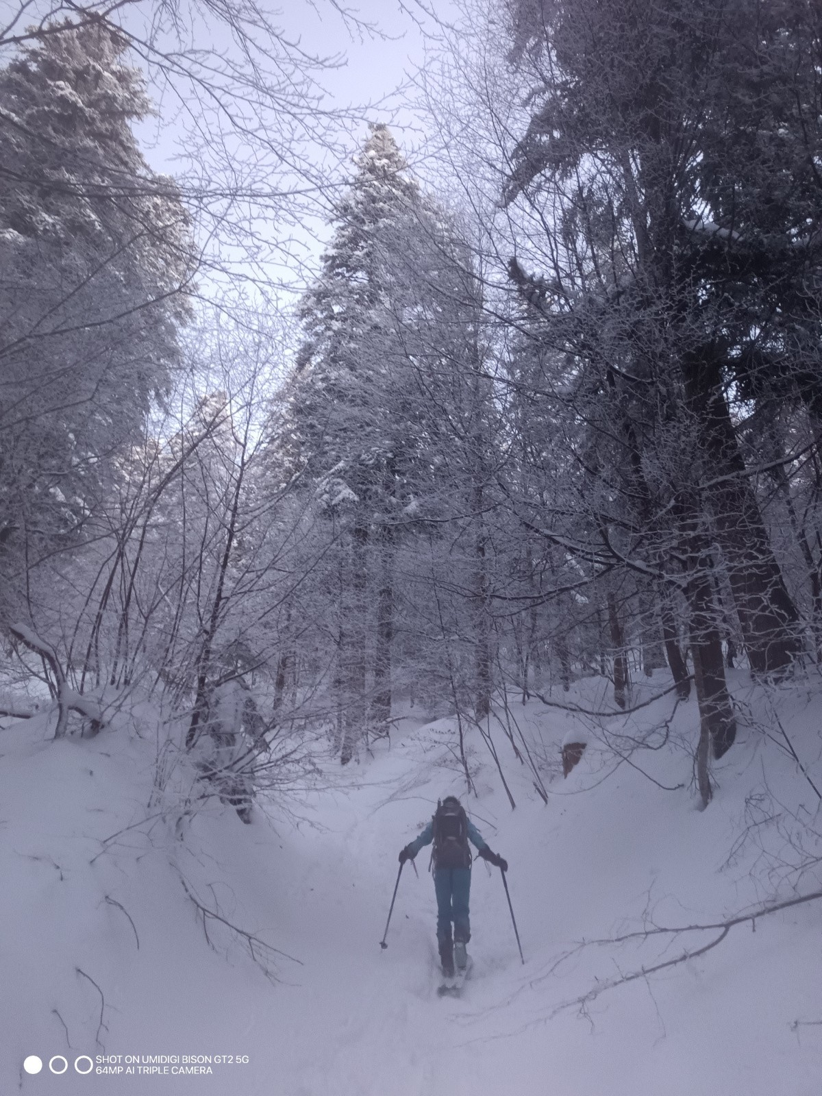 #2 En forêt ! En forêt !