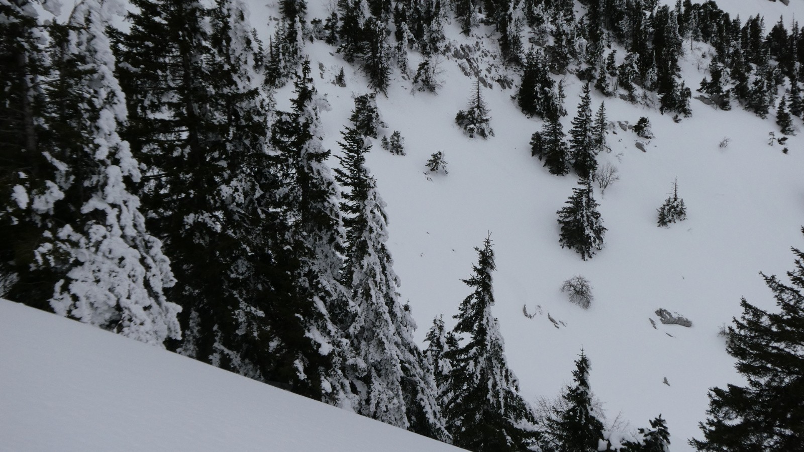 résineux en veux-tu en voilà 