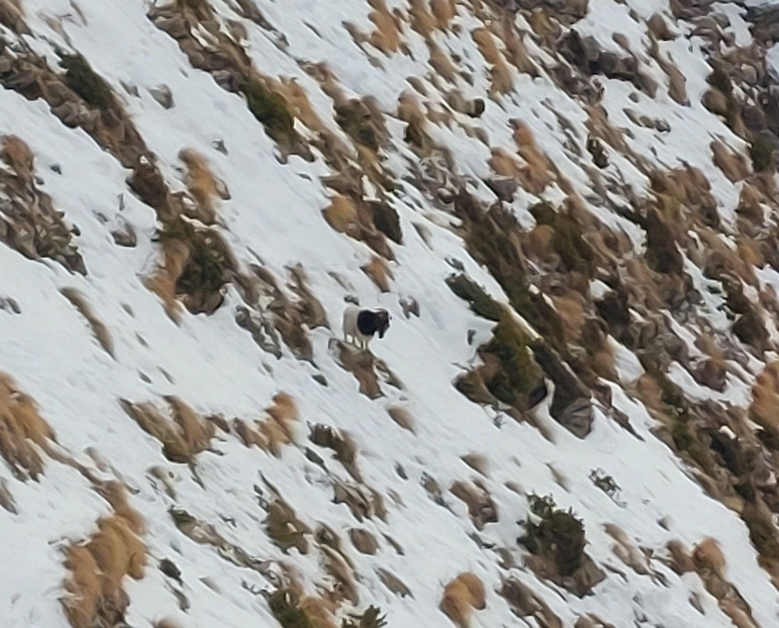 #4 Chevrette isolée Chevrette isolée