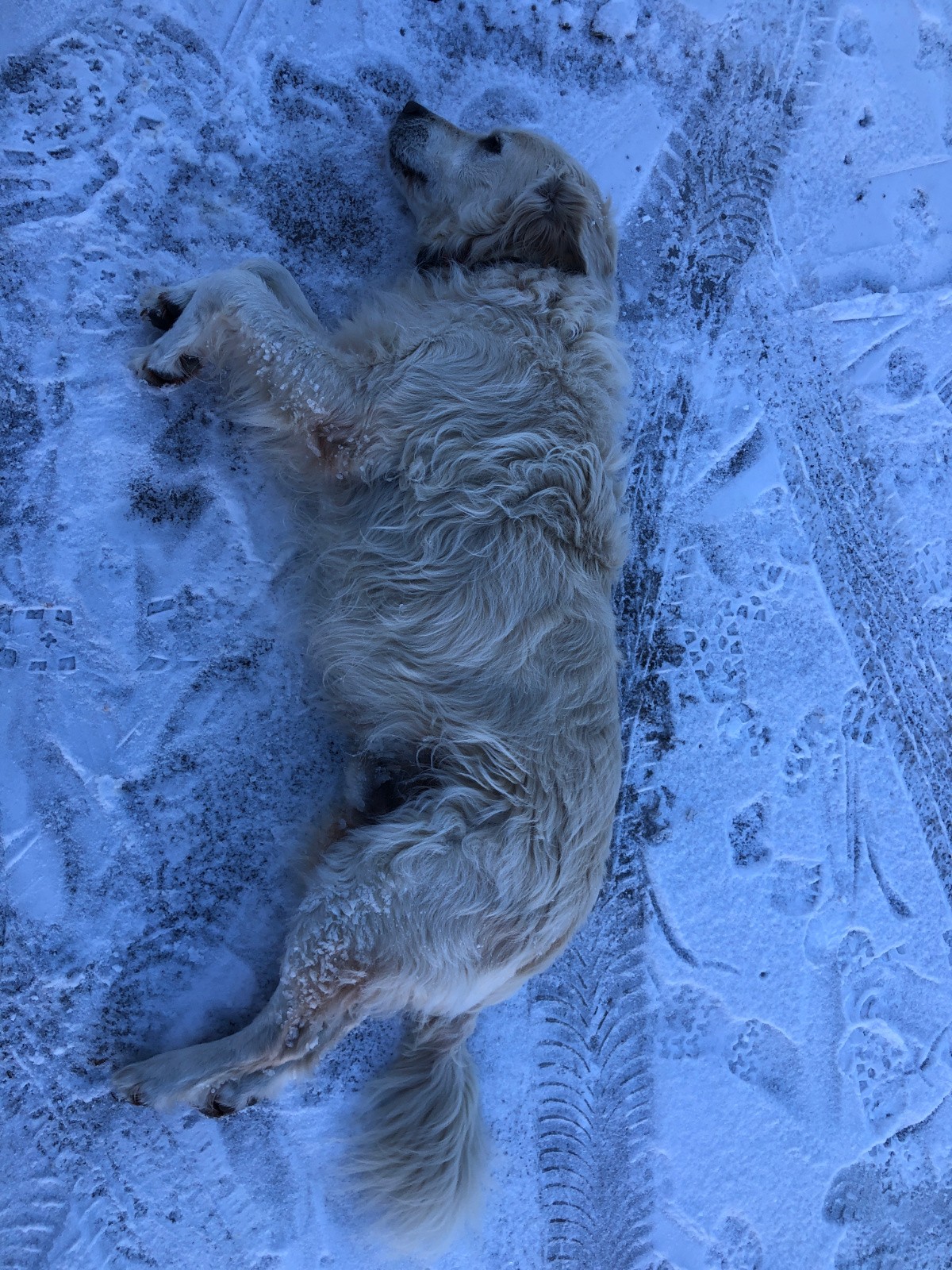 FALCO vaillant, mais crevé !! 