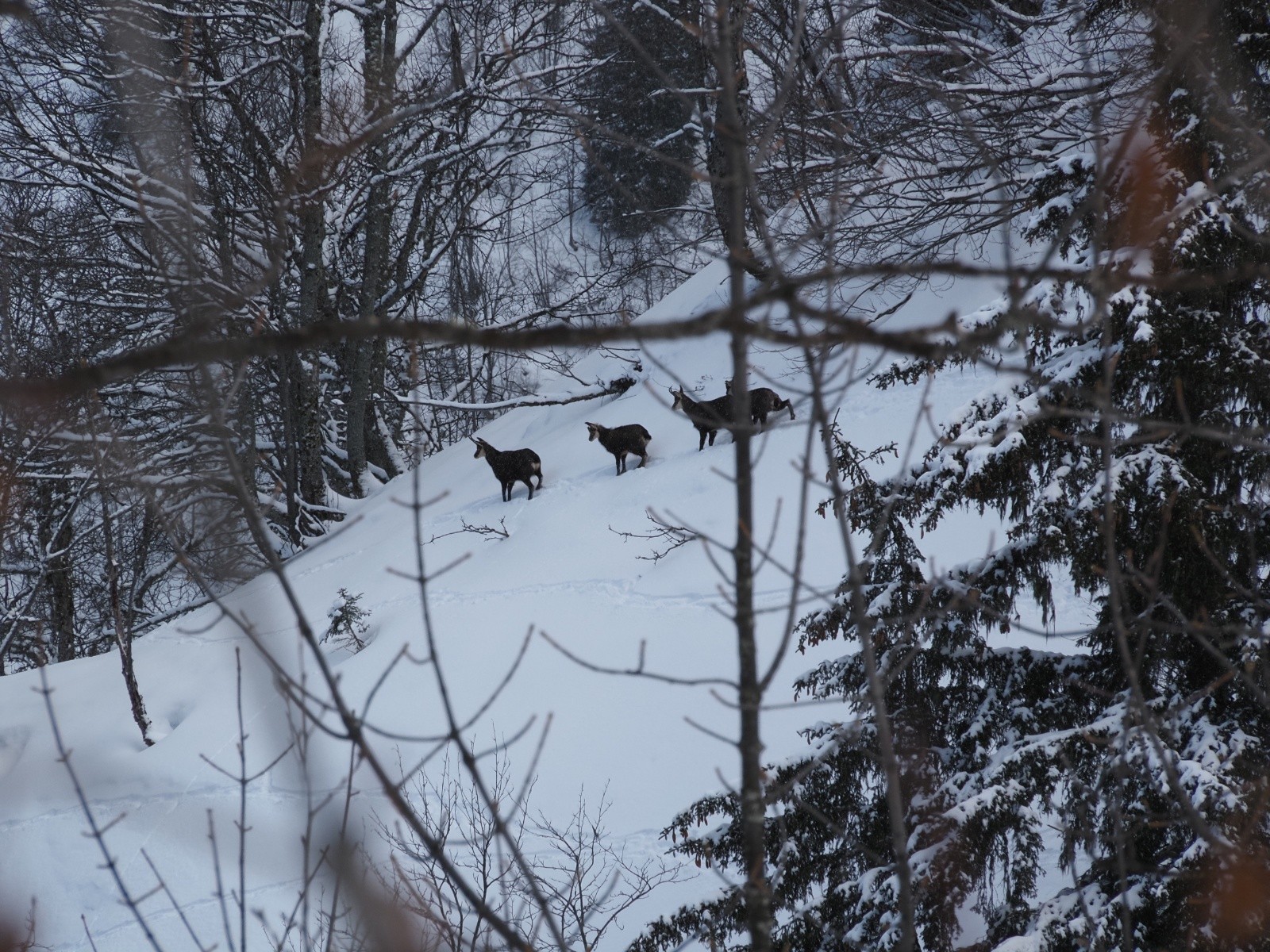 &nbsp;Les Chamois vers les Sabottes ( photo Michel)