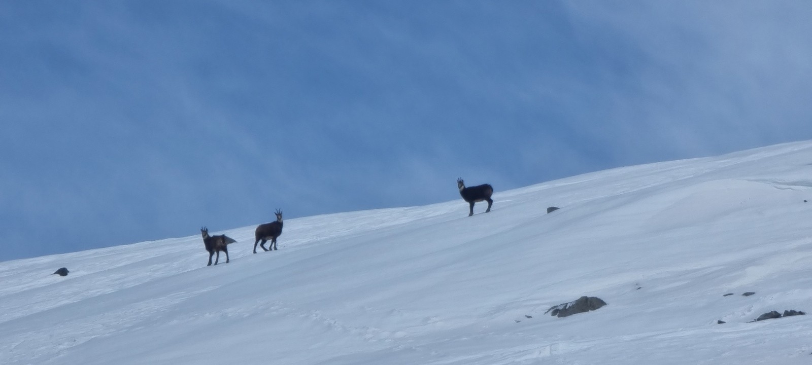 Désolé de vous déranger messieurs dames. 