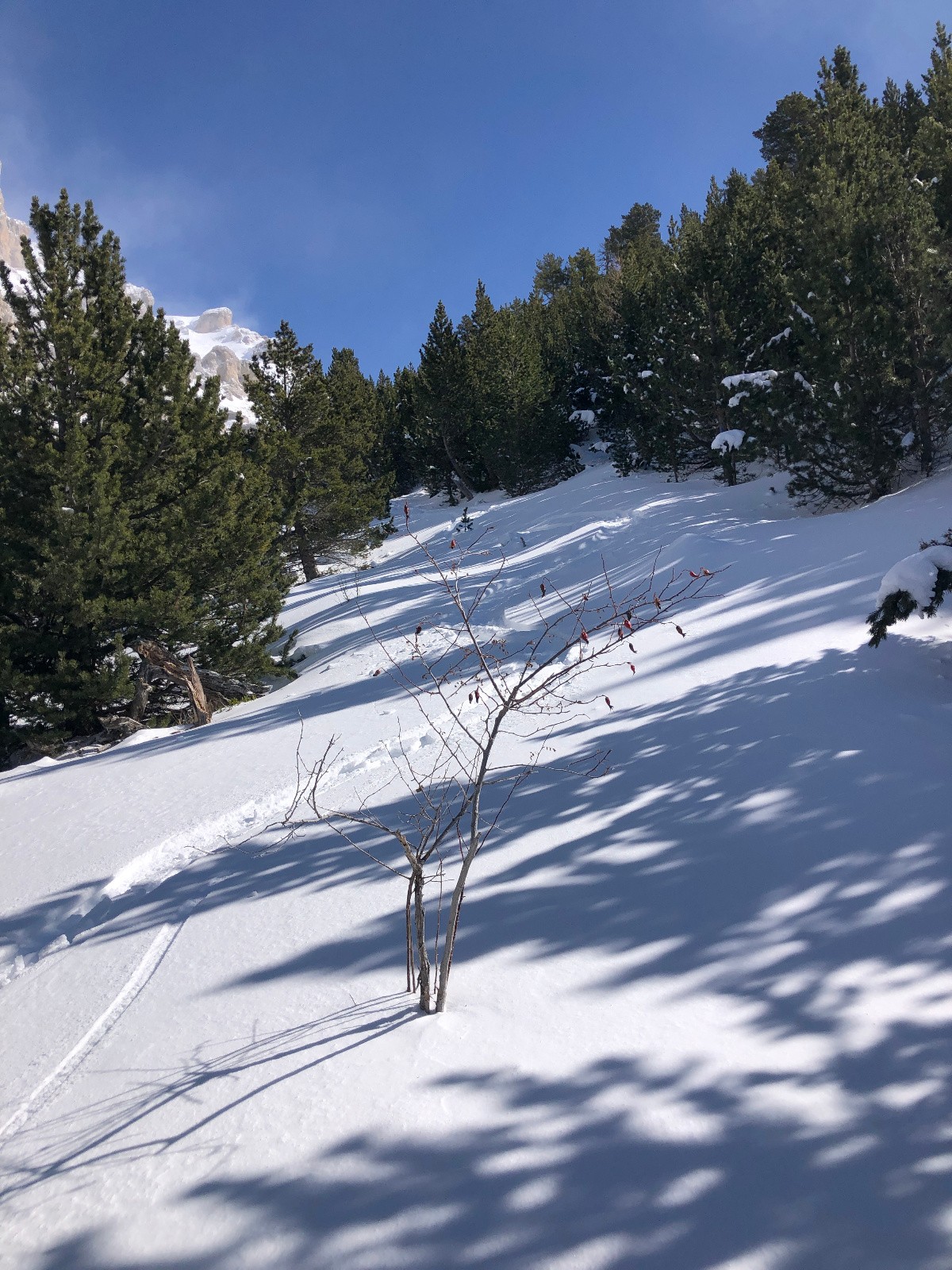 pas si facile la foret !!