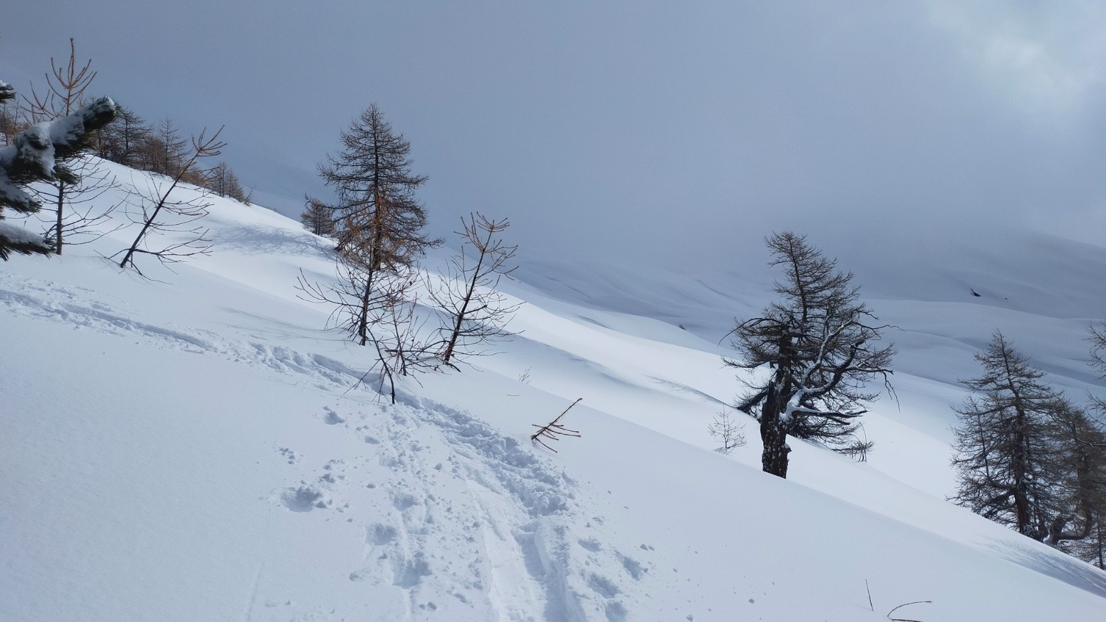 &nbsp;Derniers mélèzes vers 2350m abîmés par les conditions météo à cette altitude&nbsp;