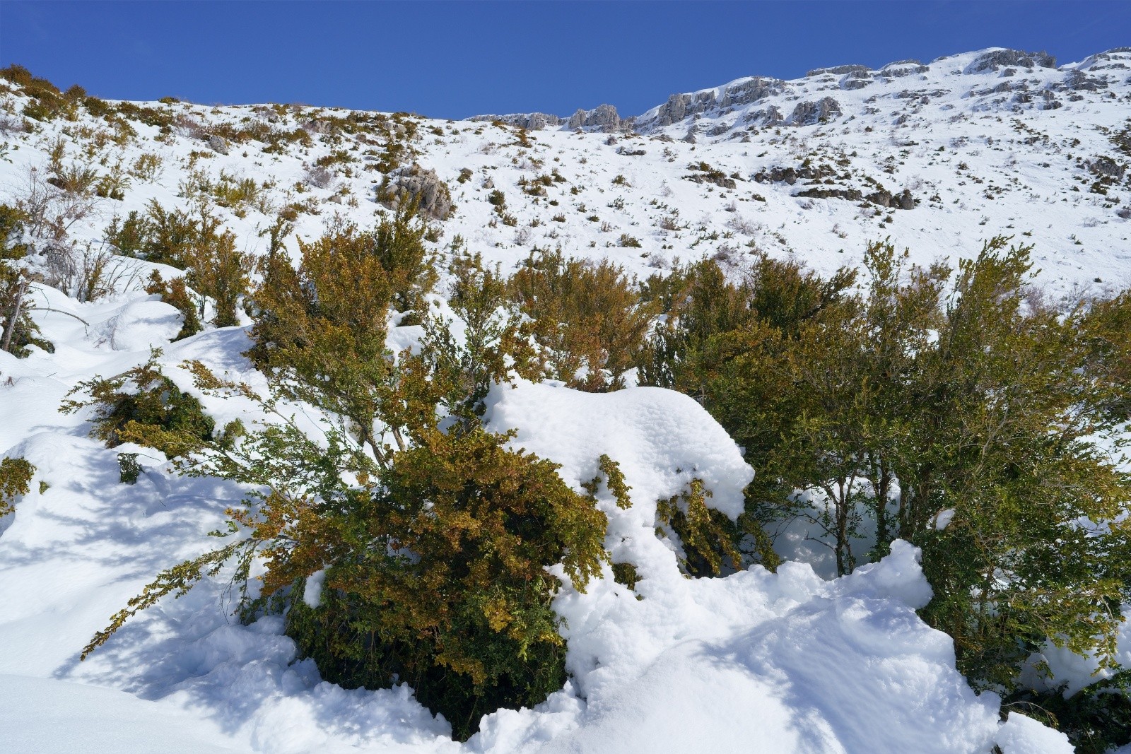 #2 ski entre voire sur les buis ski entre voire sur les buis