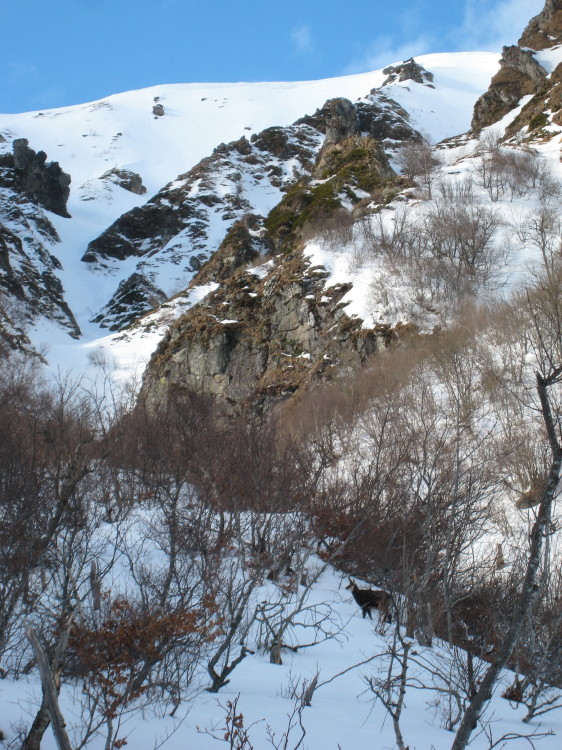 Chamois : Cherchez Charlie !
