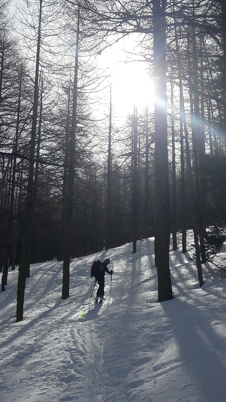 Dans le bois de Mamezel