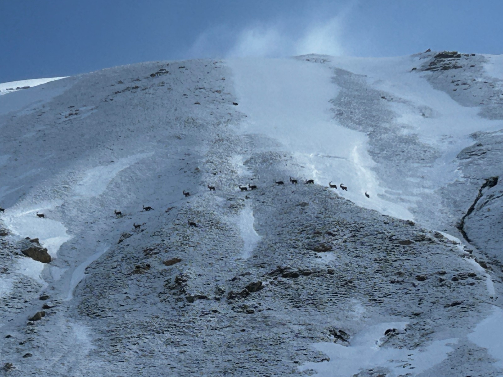 Une trentaine de bouquetins dans le vallon de la Rocheure