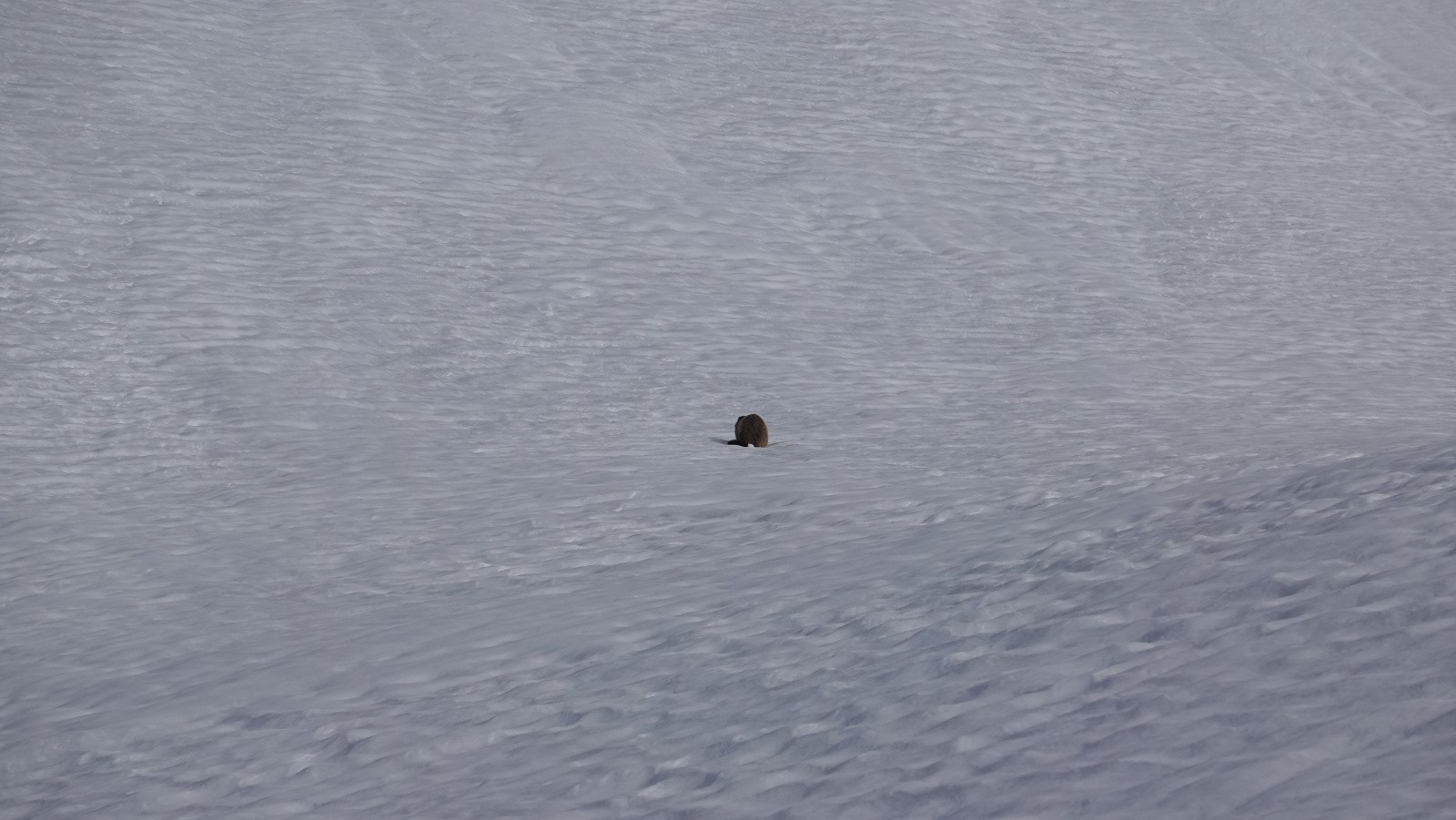 #2 Les marmottes sont de sortie Les marmottes sont de sortie