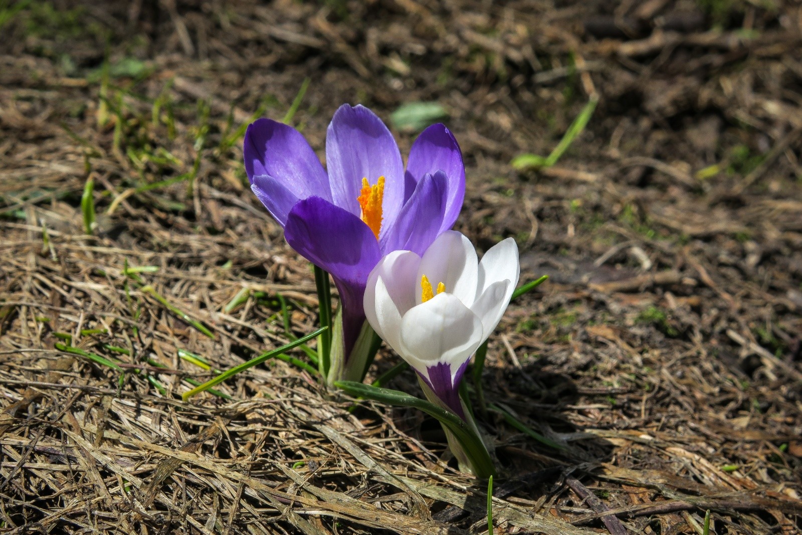 &nbsp;Crocus avec couleur au choix ;-)&nbsp;