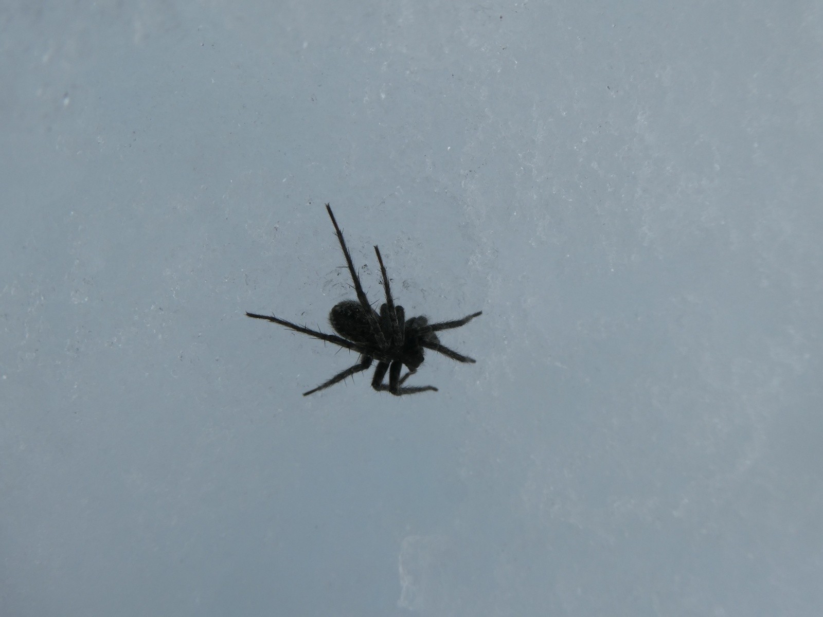  Pas mal d'araignées sur le glacier
