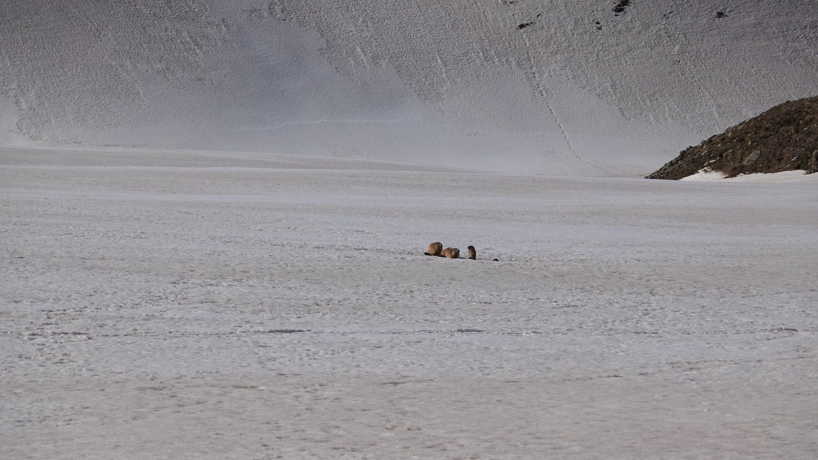 Les marmottes sont de sortie