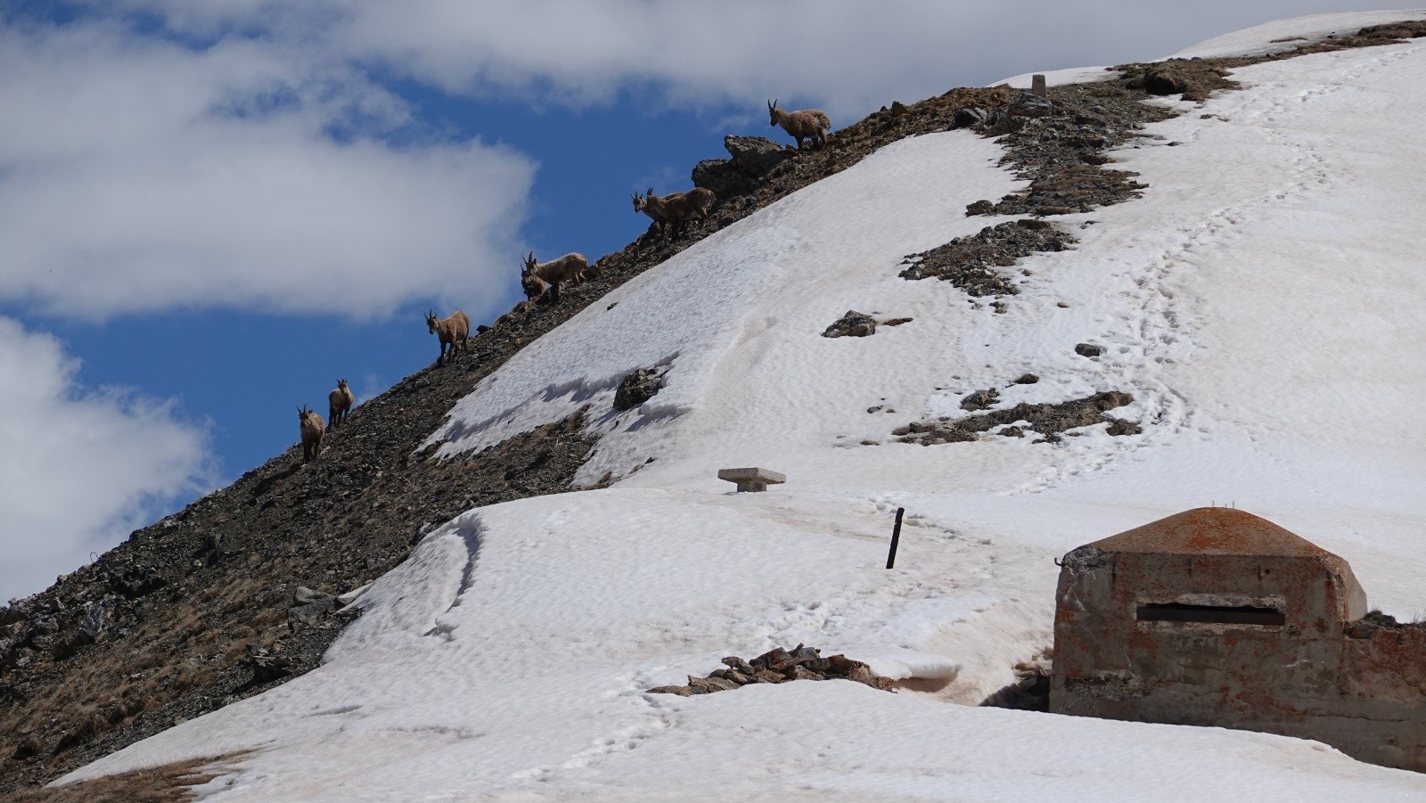 Les bouquetins en mode observation