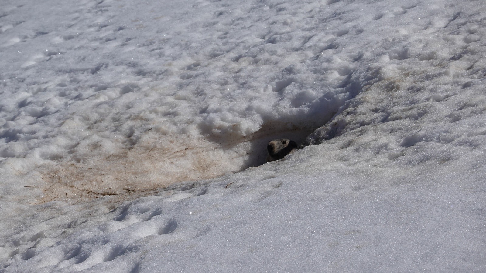 La marmotte toujours craintive