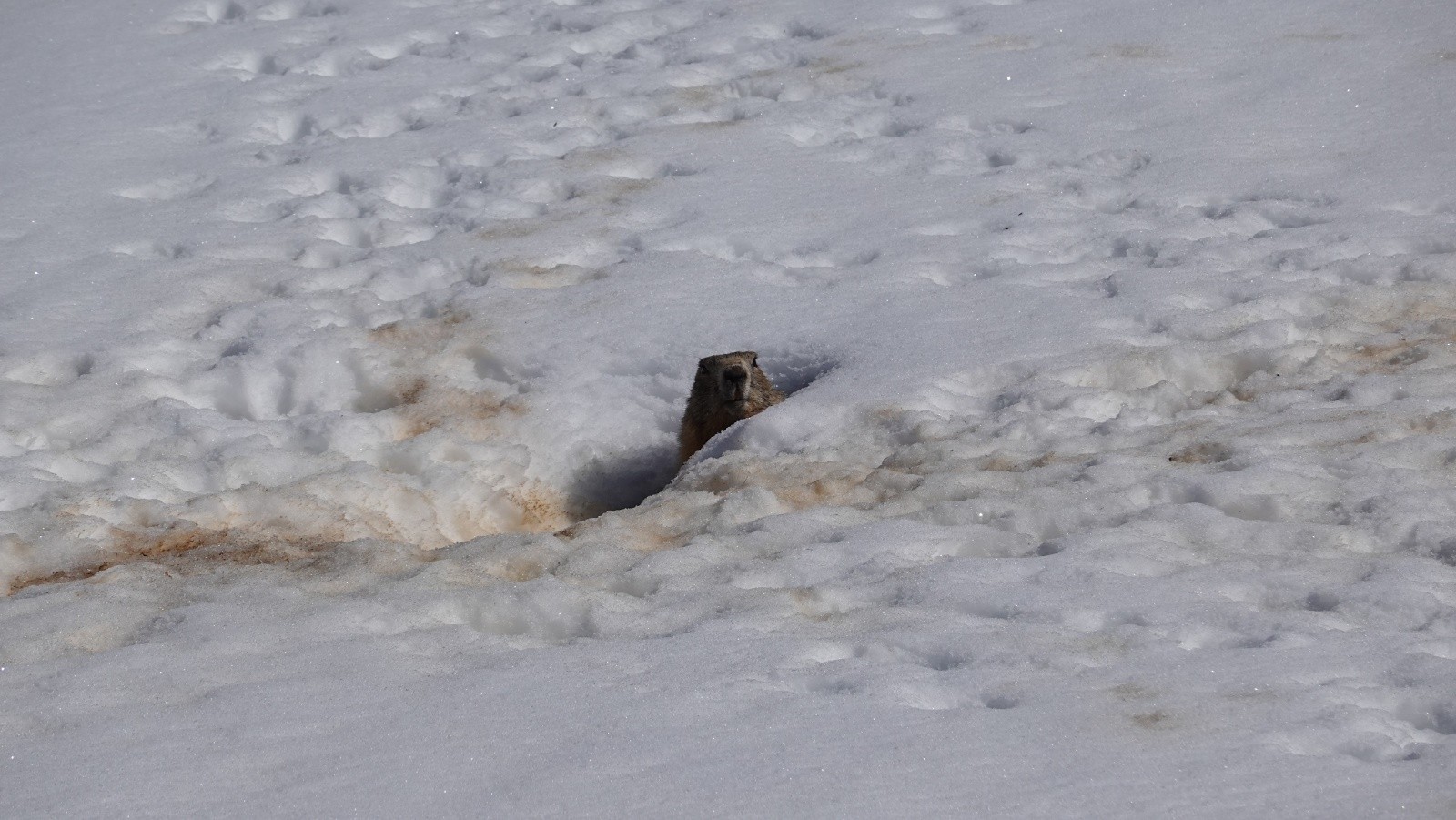 Encore une marmotte qui nous observe
