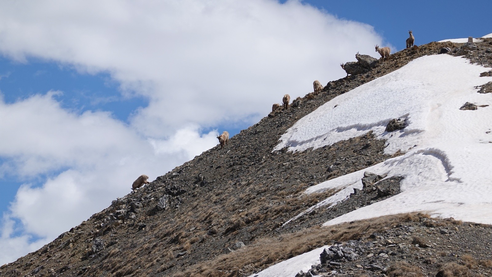 Des bouquetins sous le Mont des Fourches