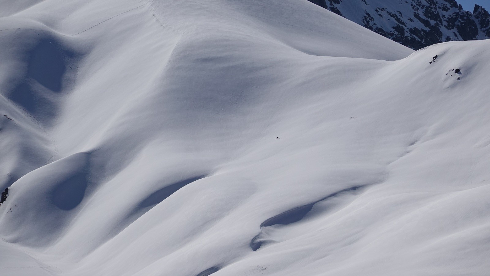 Un loup solitaire au loin