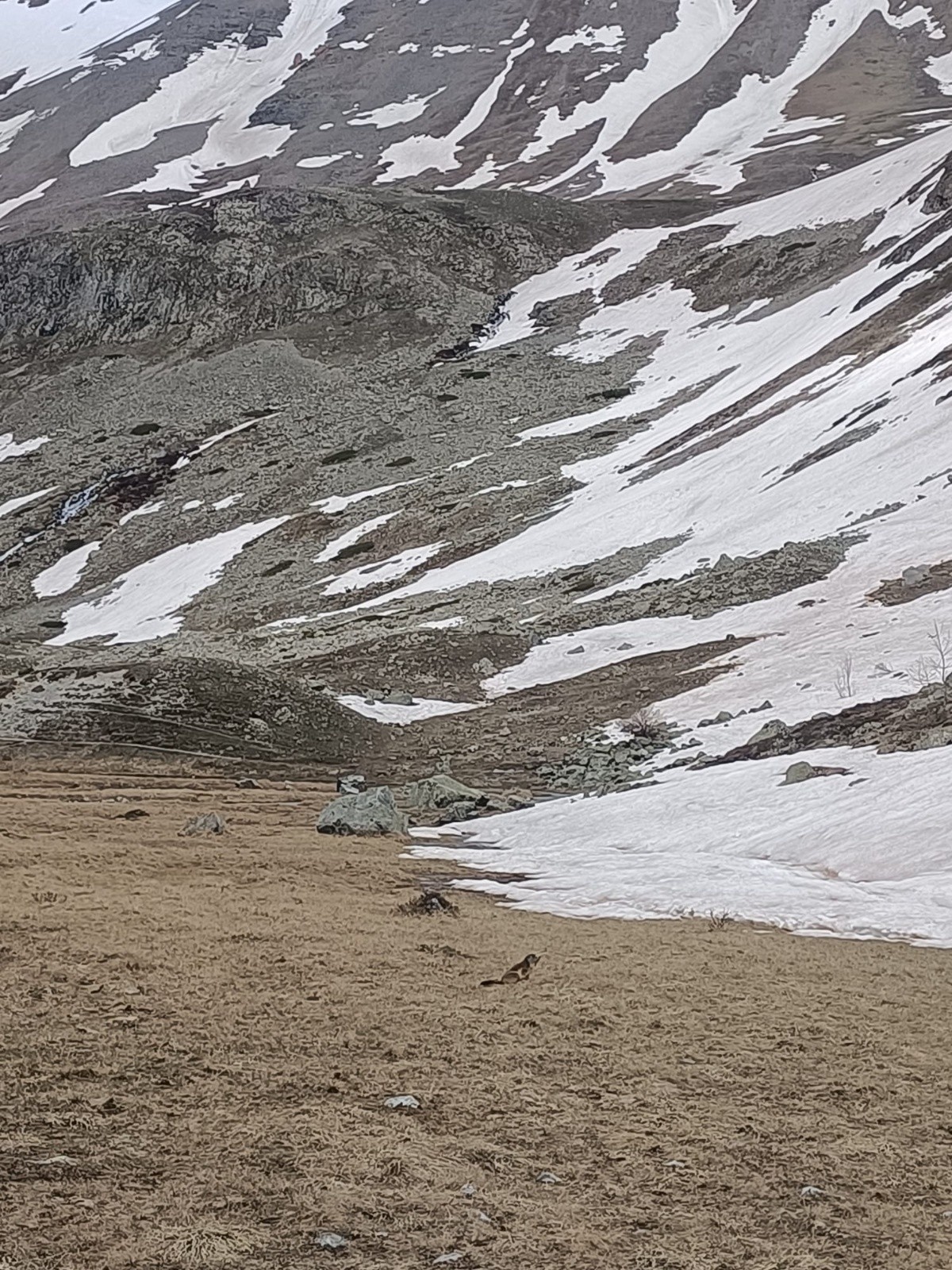 &nbsp;Les marmottes sont nombreux. La fin de la glisse.