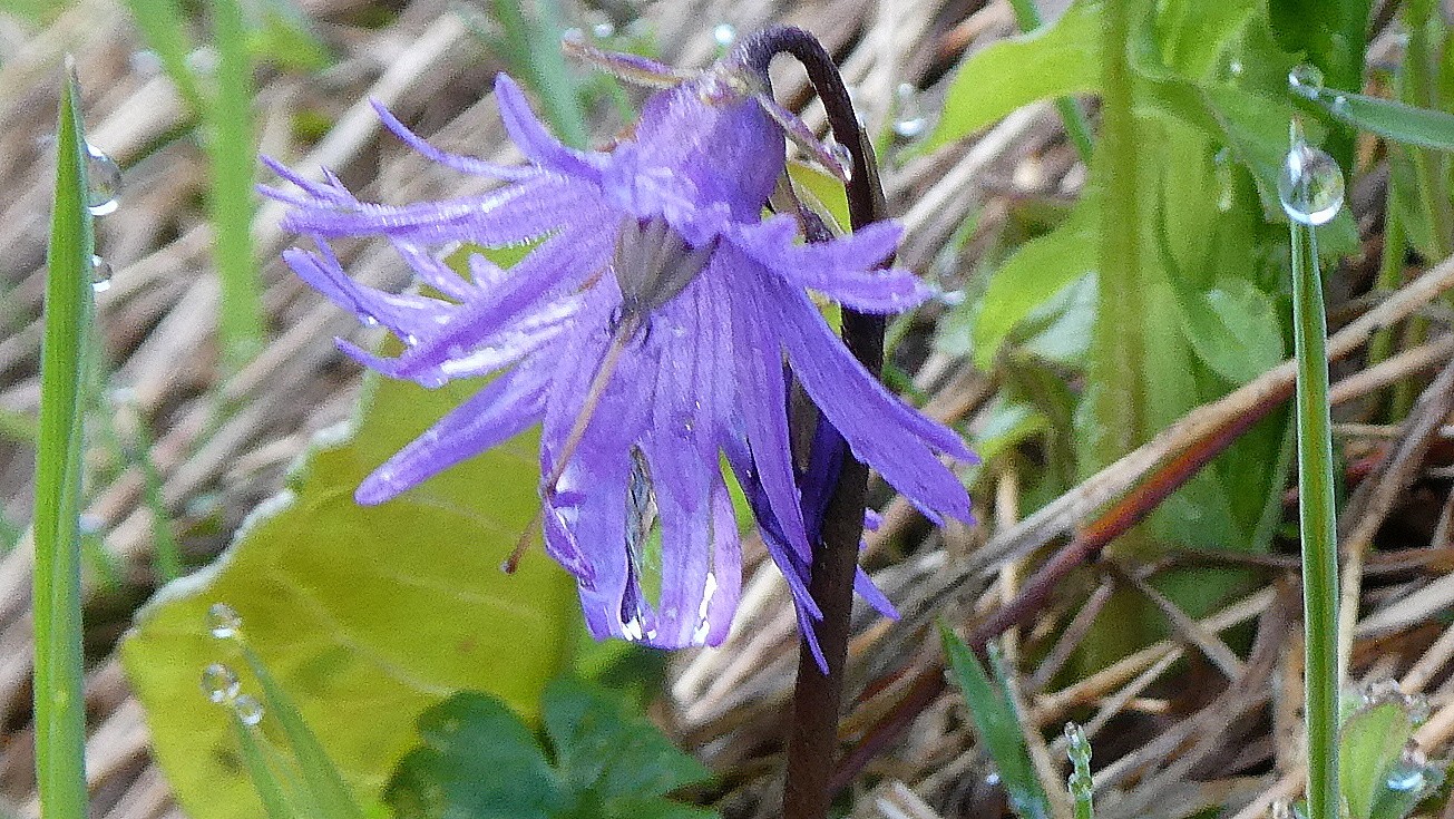 #2 soldanelle frigorifiée avec perle de rosée soldanelle frigorifiée avec perle de rosée