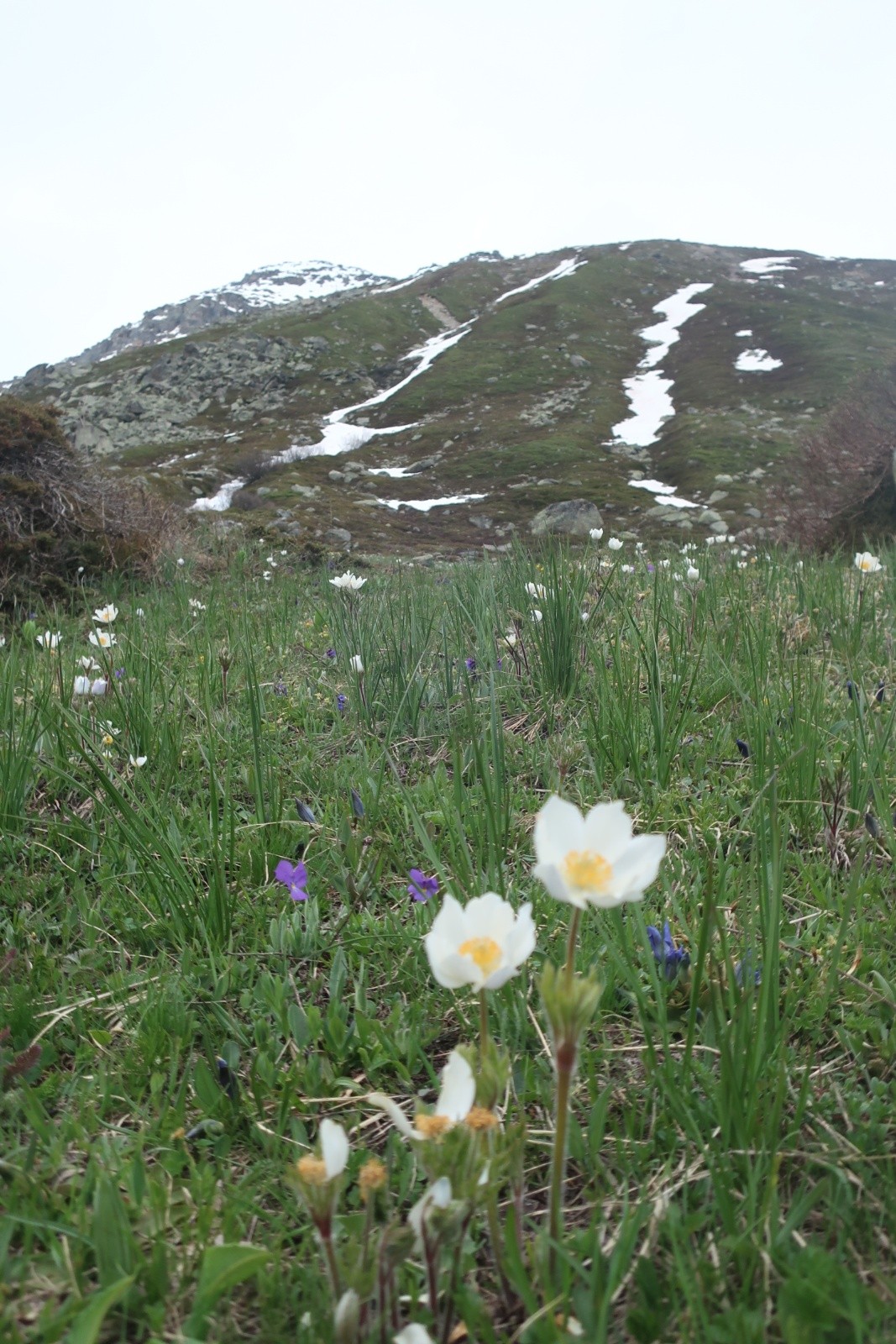 Retour au niveau des fleurs