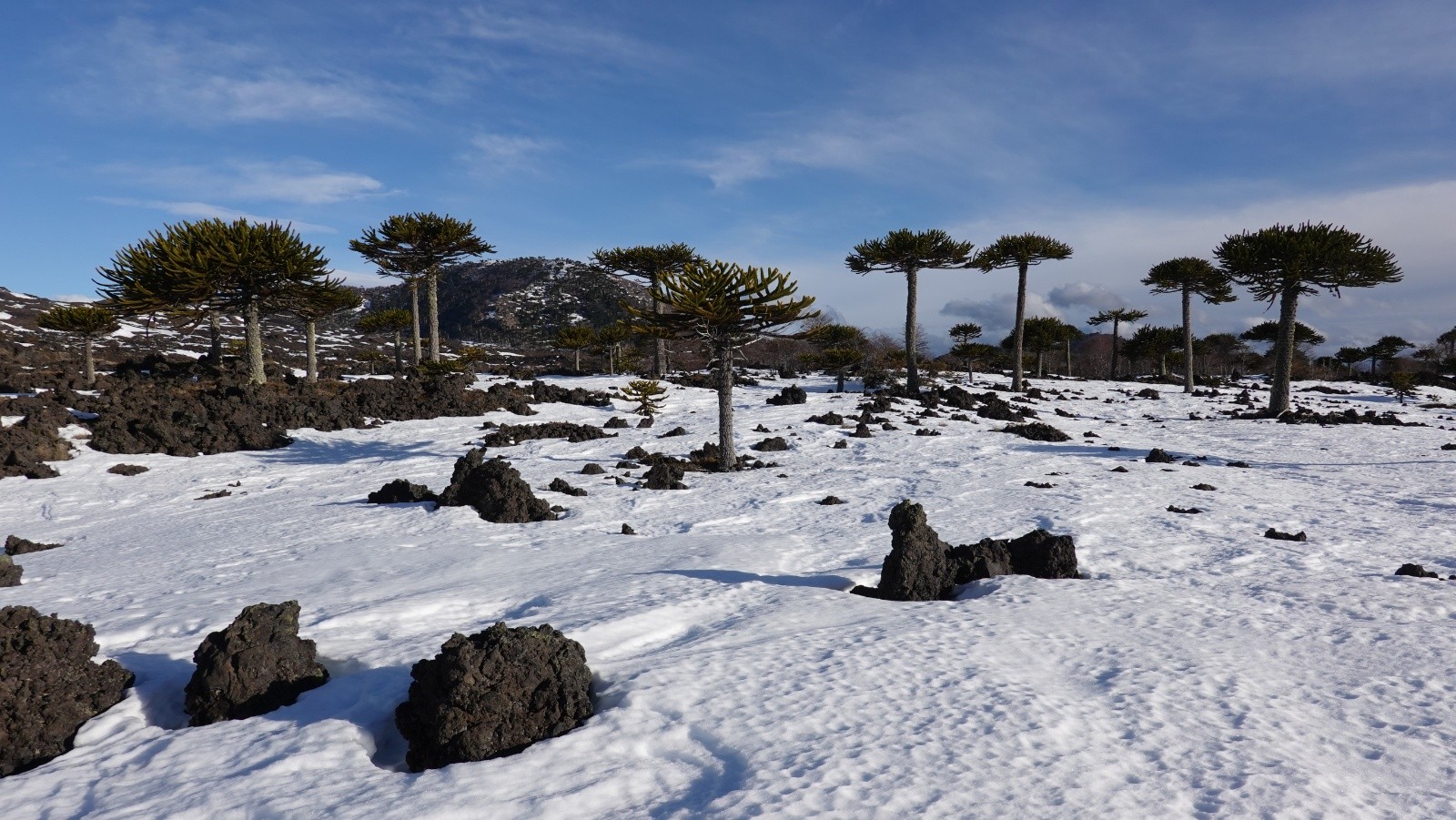 On ne se lasse pas de ces paysages de coulées de lave et araucarias