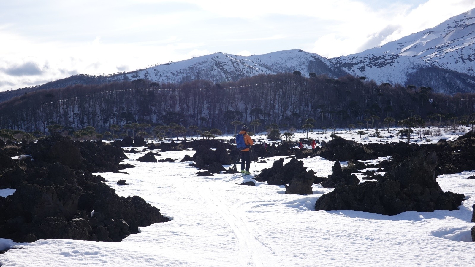 Nous allons rejoindre la piste qui passe en lisière de forêt