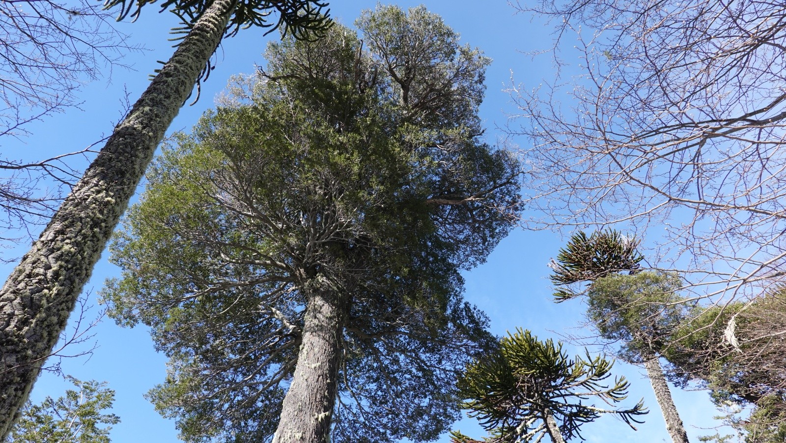 La flore chilienne typique  araucarias et cohigues