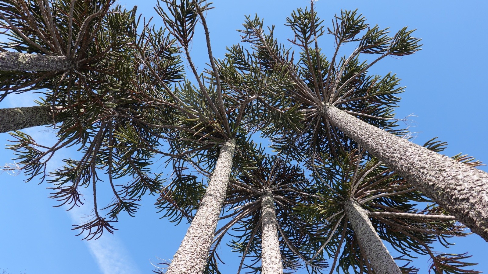 Les araucarias : arbres millénaires 