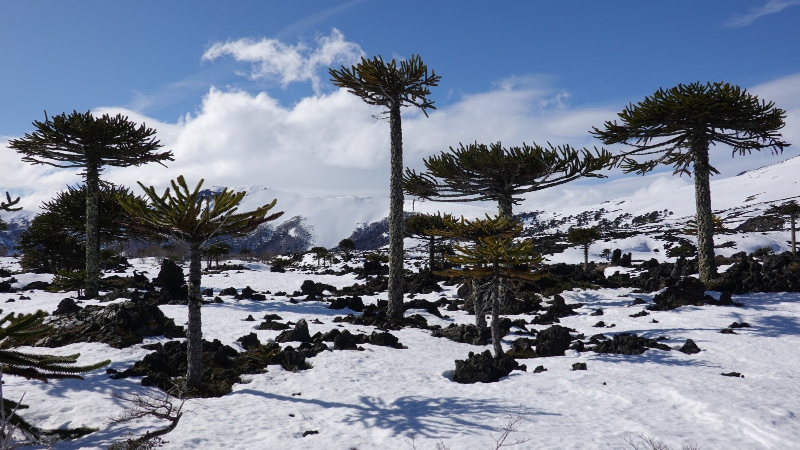 Les araucarias au milieu des coulées de lave AA