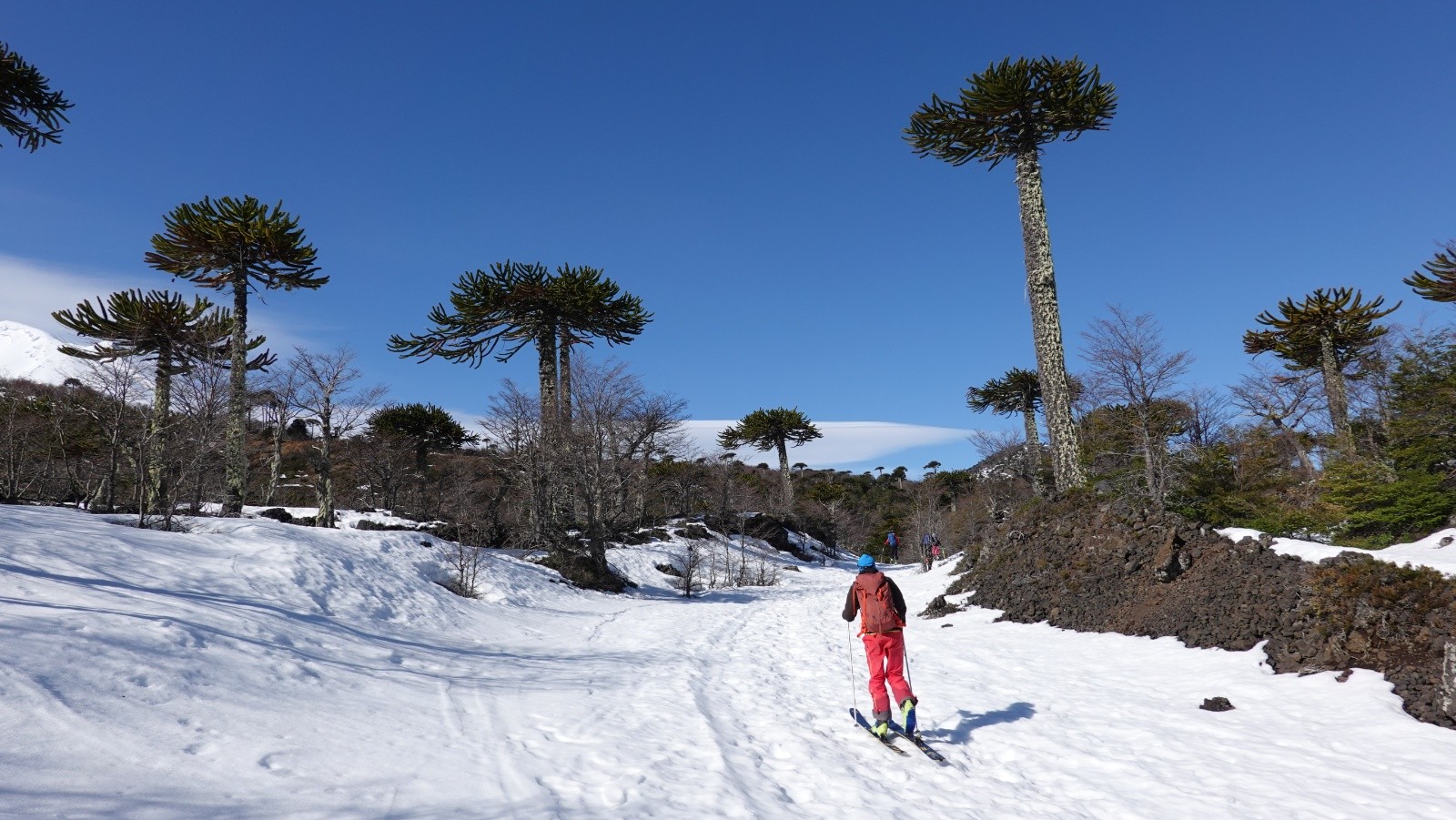 Paysage minéral et araucarias