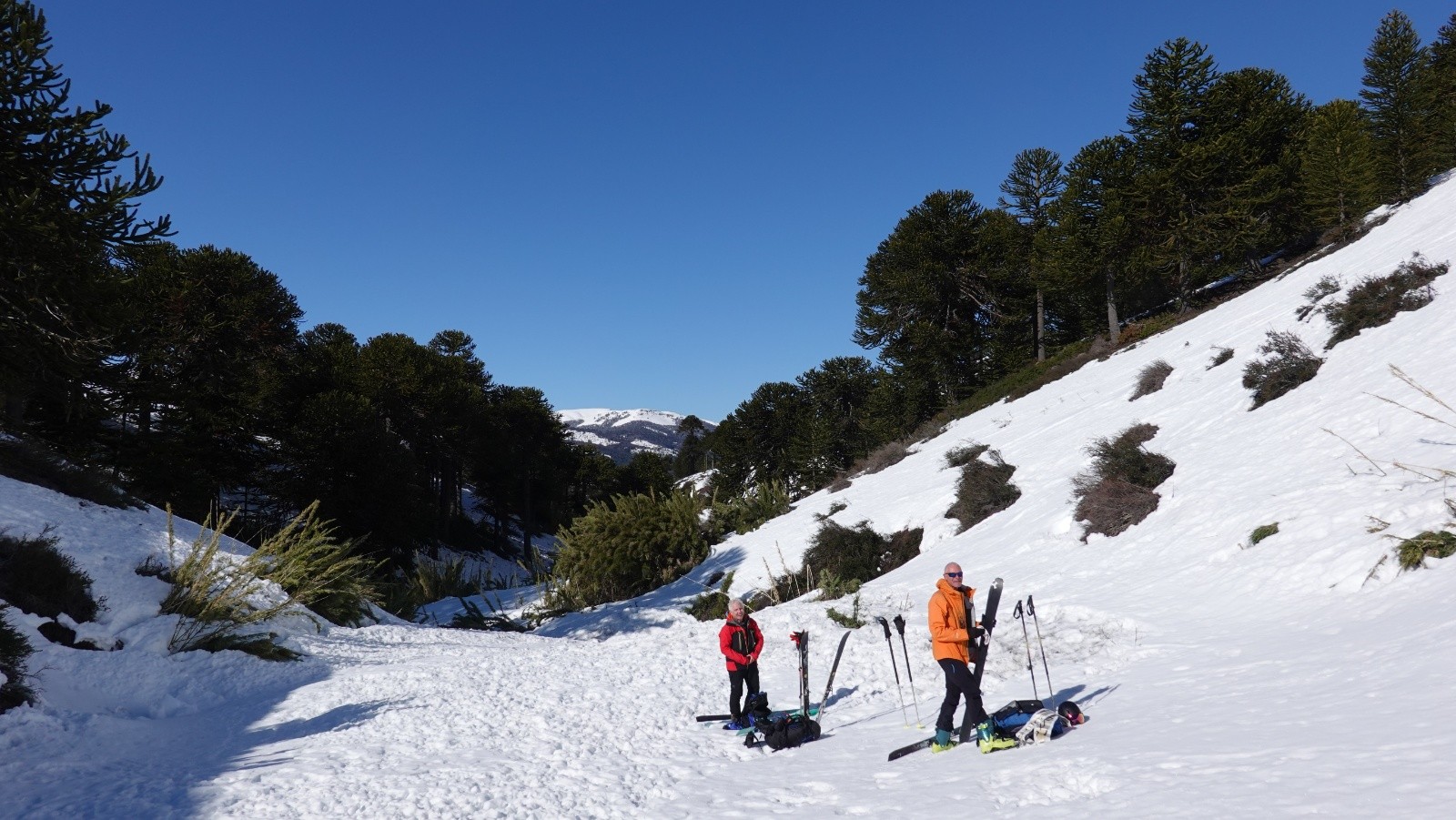 Repeautage au niveau des araucarias