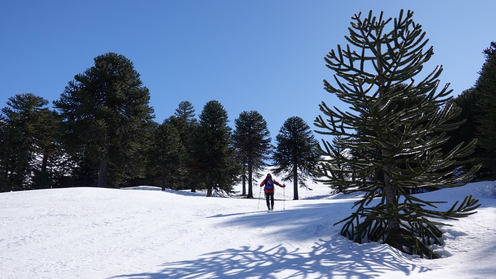 Remontée au milieu des araucarias