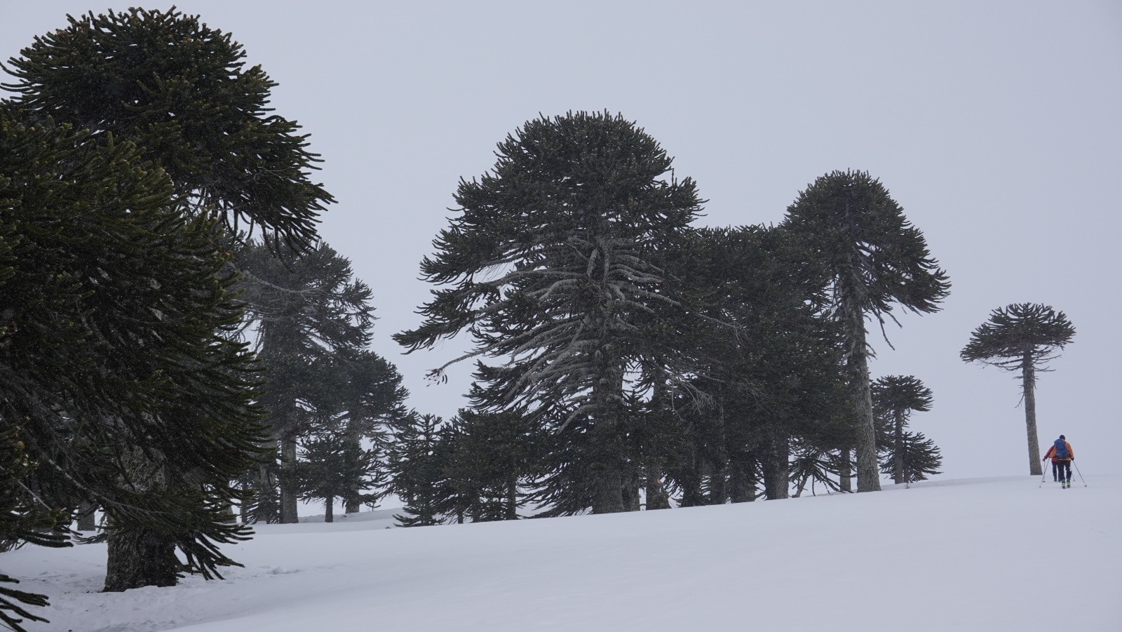 Quelques flocons virevoltent sur fond de forêt d'araucarias