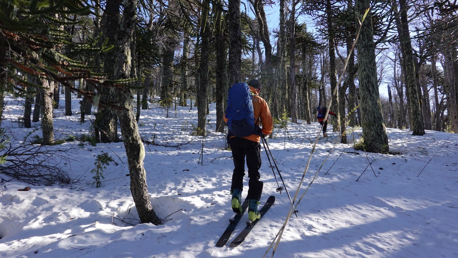 Progression en neige dure dans la forêt d'araucarias