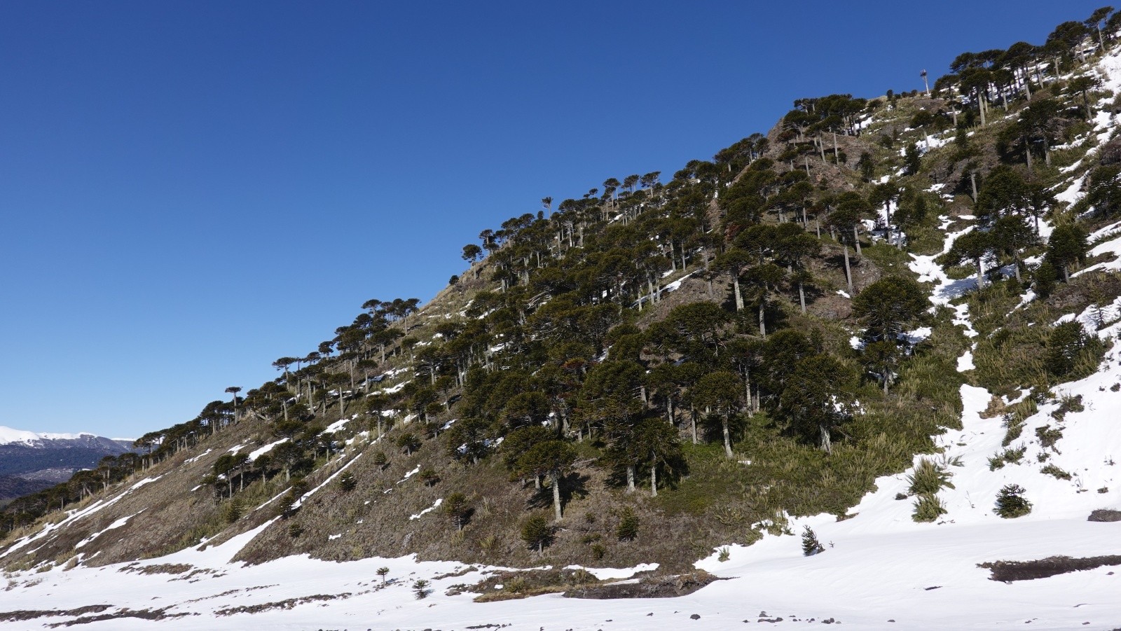 La Sierra El Colorado avec sa forêt d'araucarias