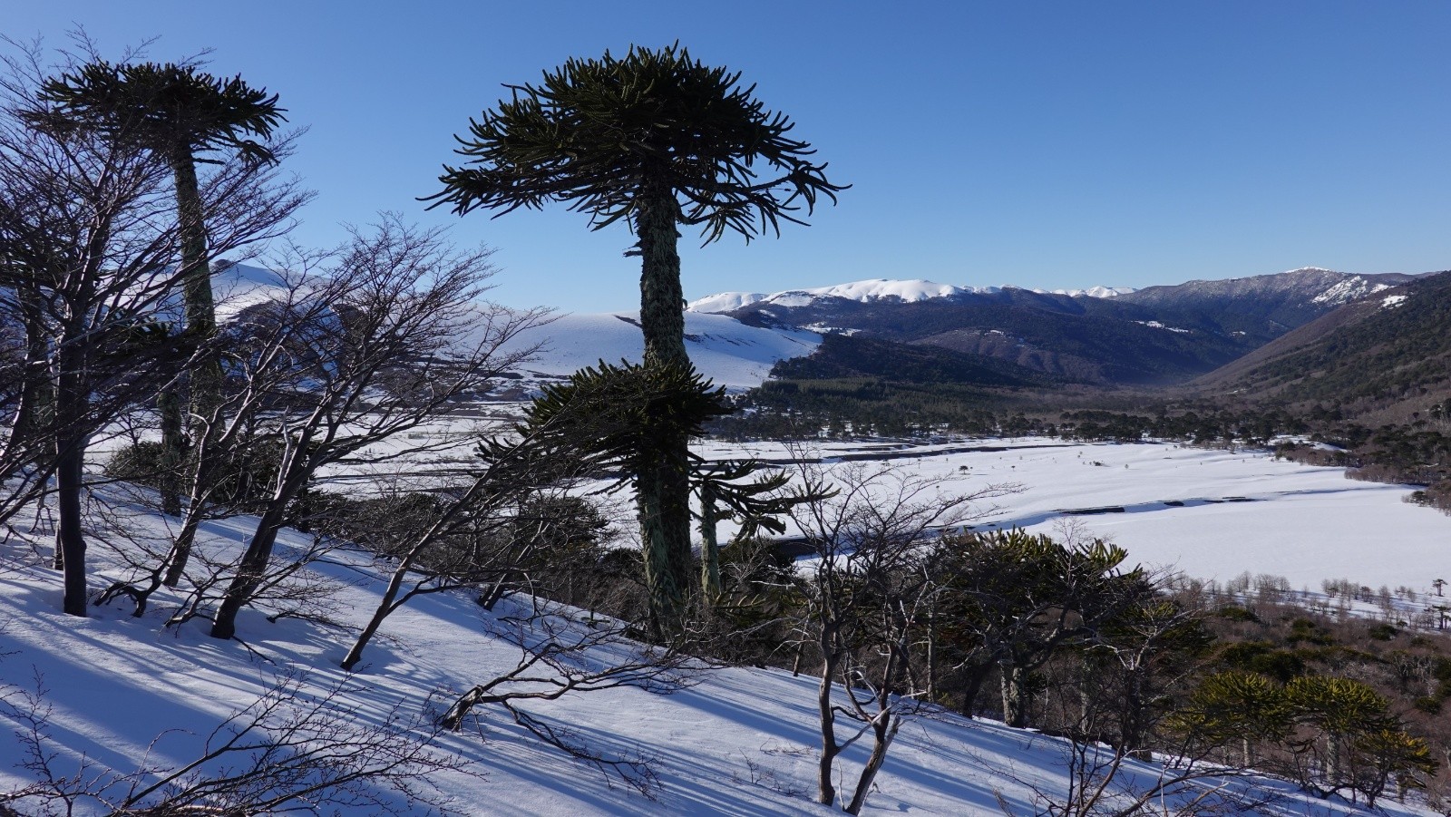 Progression sur fond d'araucarias