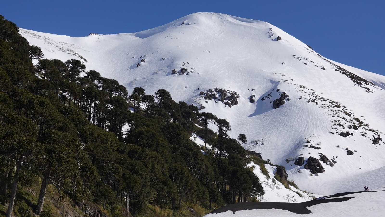 Le vallon de descente que l'on devine au-delà de la forêt d'araucarias