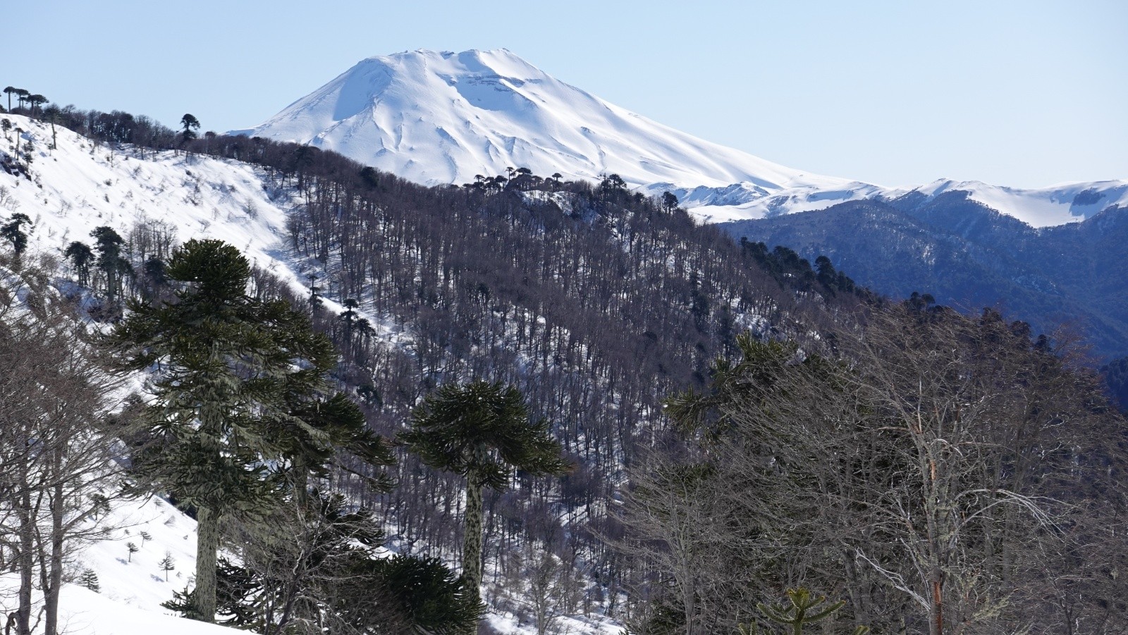 Le volcan Lonquimay et les forêts d'araucarias pris au téléobjectif