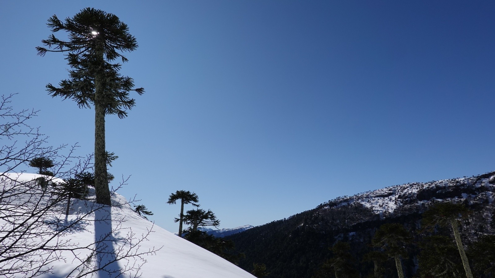 La région qui porte bien son nom : l'Araucania