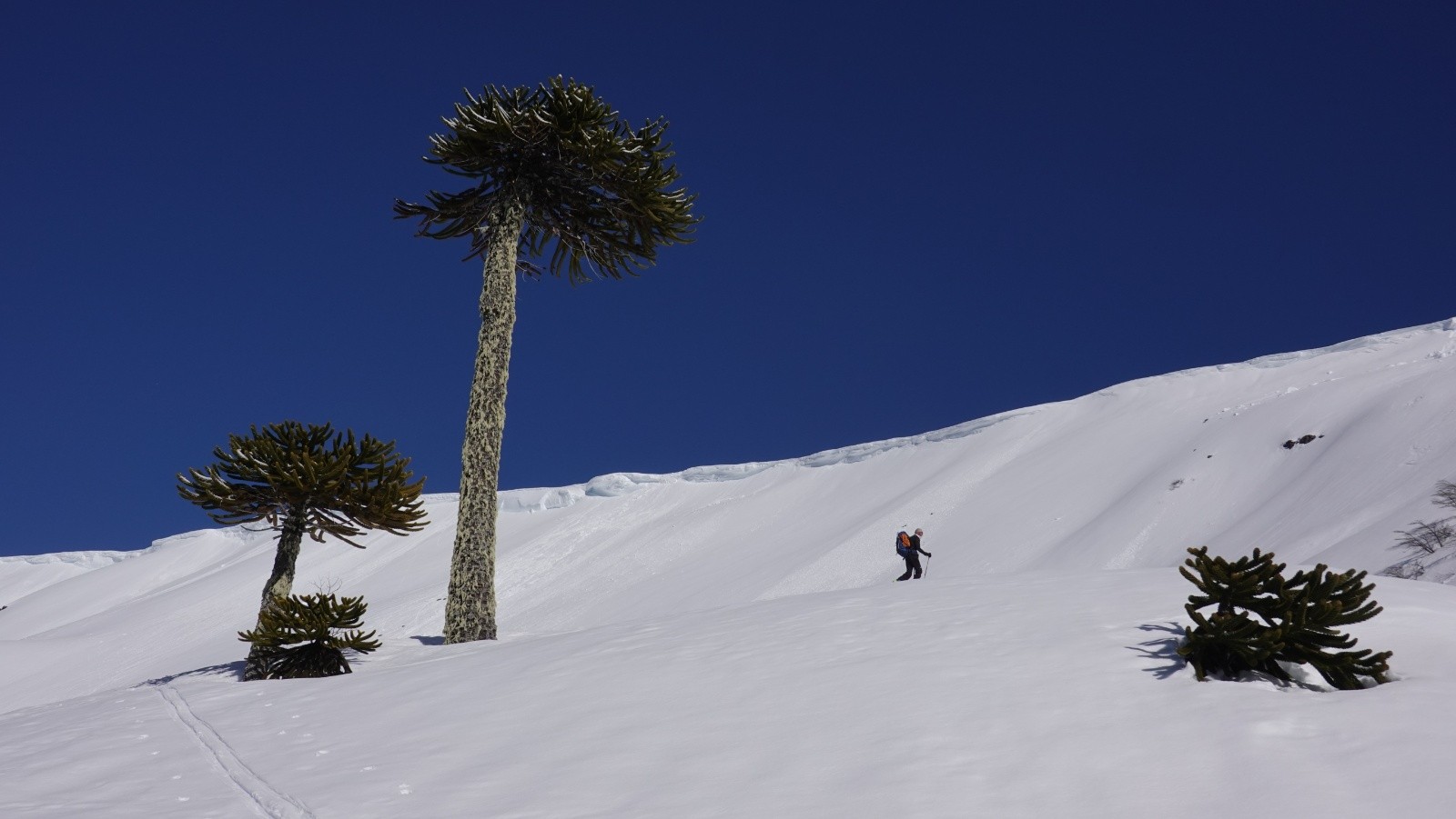 Les derniers araucarias avant de rejoindre la ligne de crète