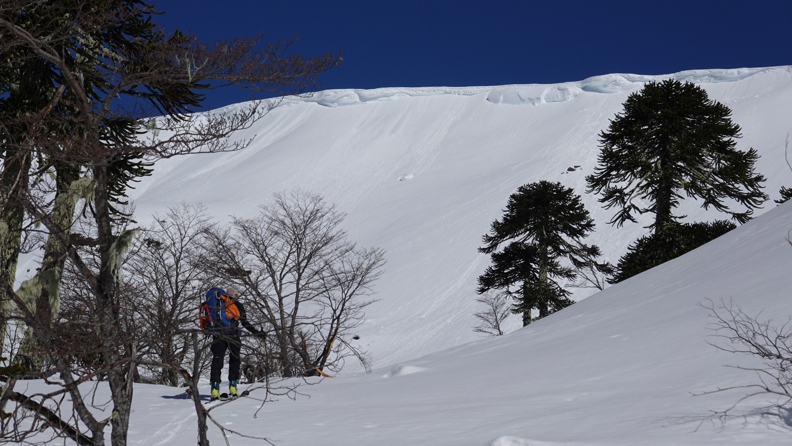 La ligne de crète et les araucarias