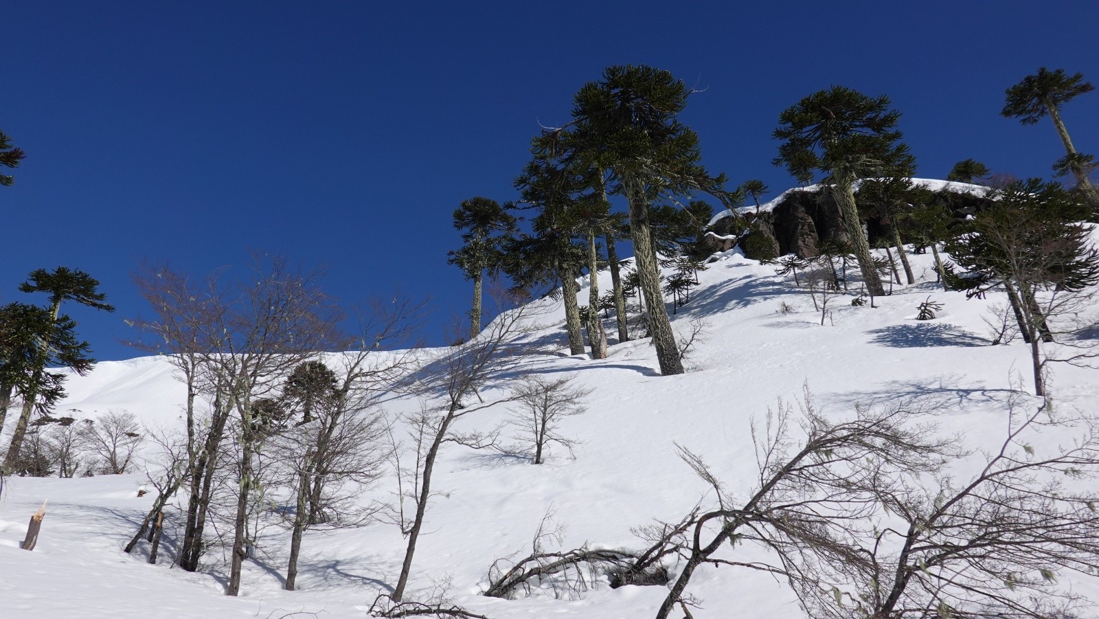 Les magnifiques araucarias