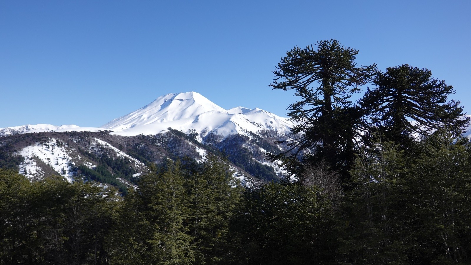 Le volcan Lonquimay et les araucarias