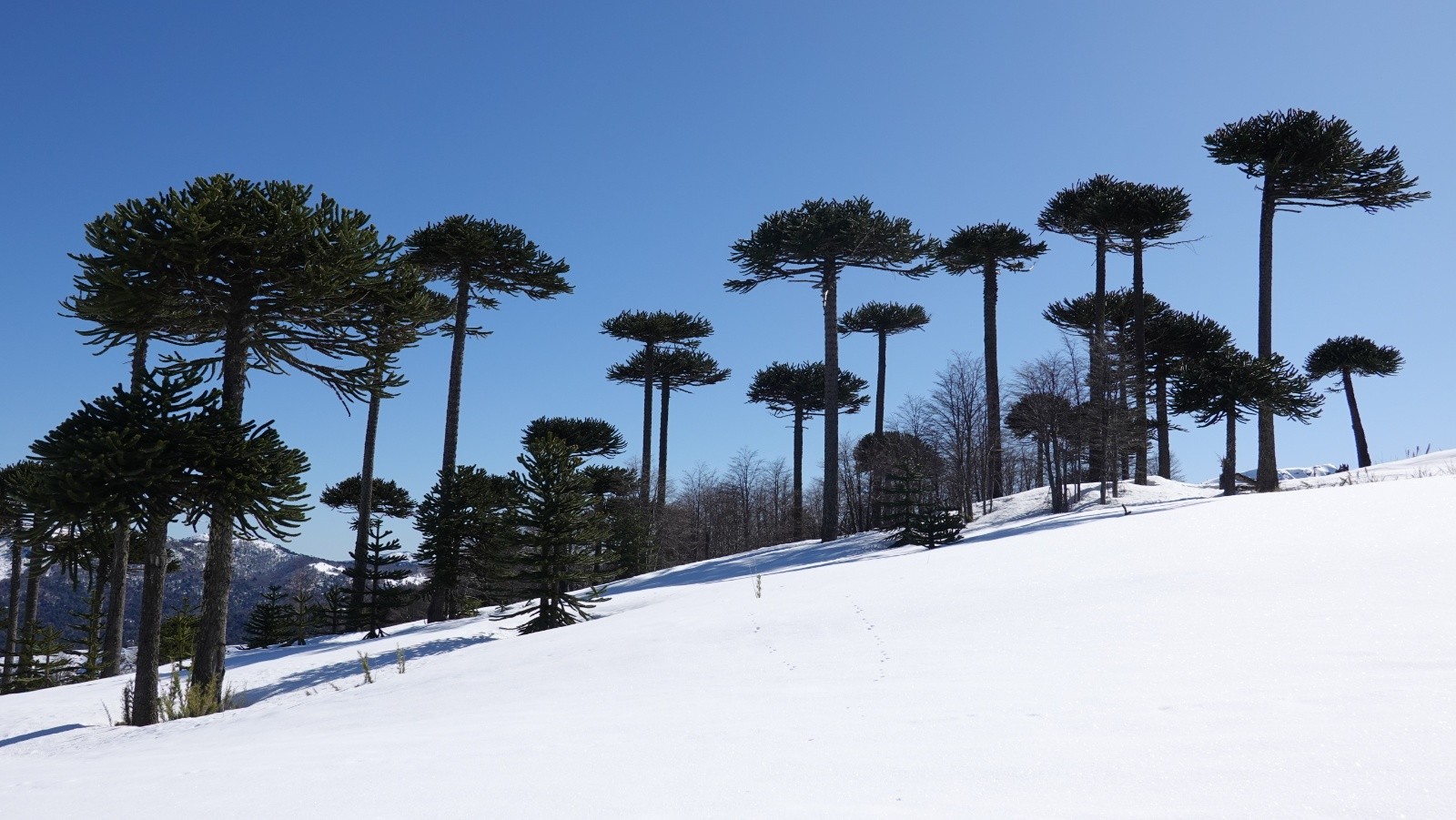 Les araucarias