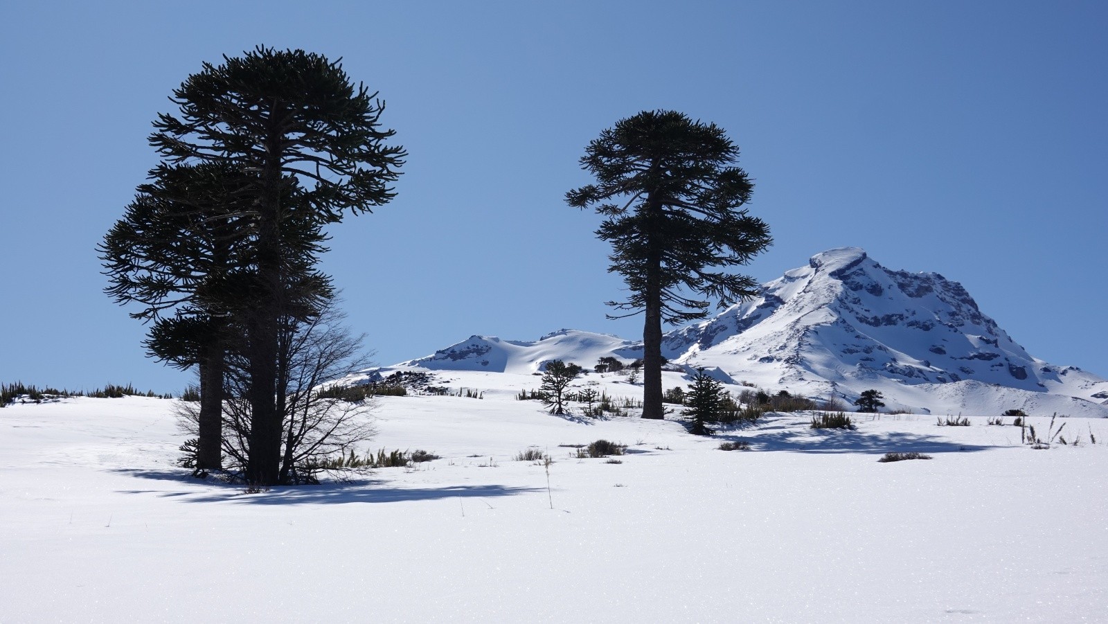 Araucarias et volcan Tolhuaca