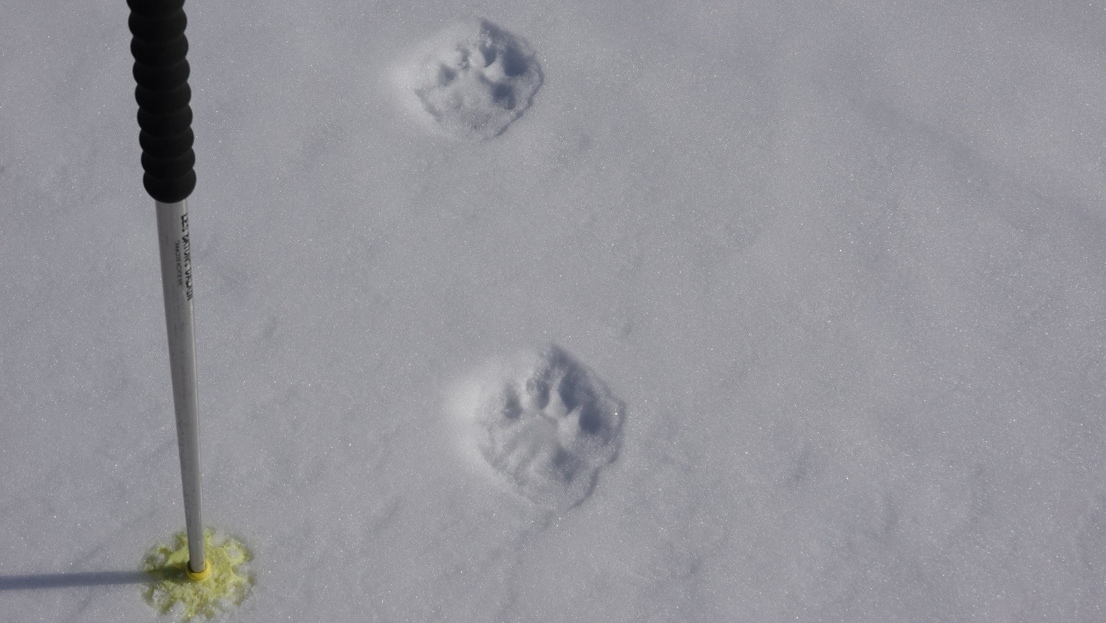 Nous ne l'avons pas vu mais les gardes du parc nous ont confirmé qu'il s'agissait de traces de puma