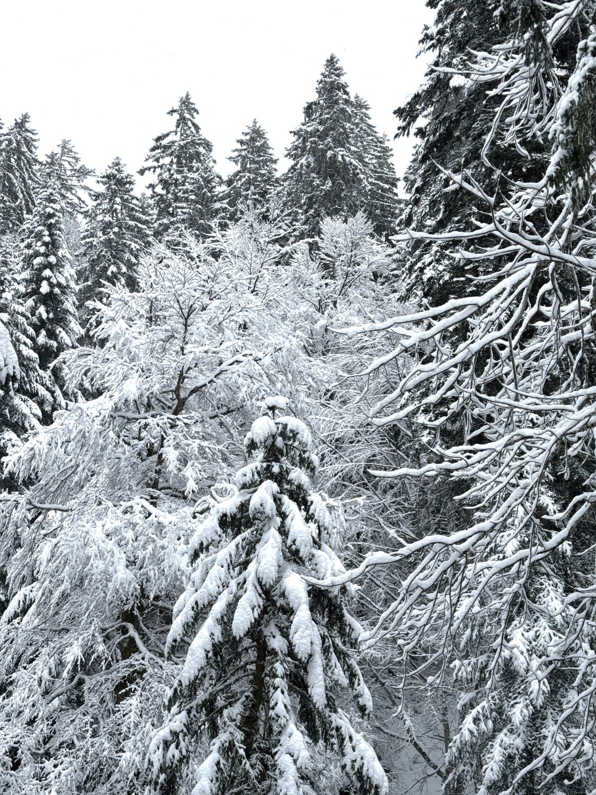 J'appelle George Michael