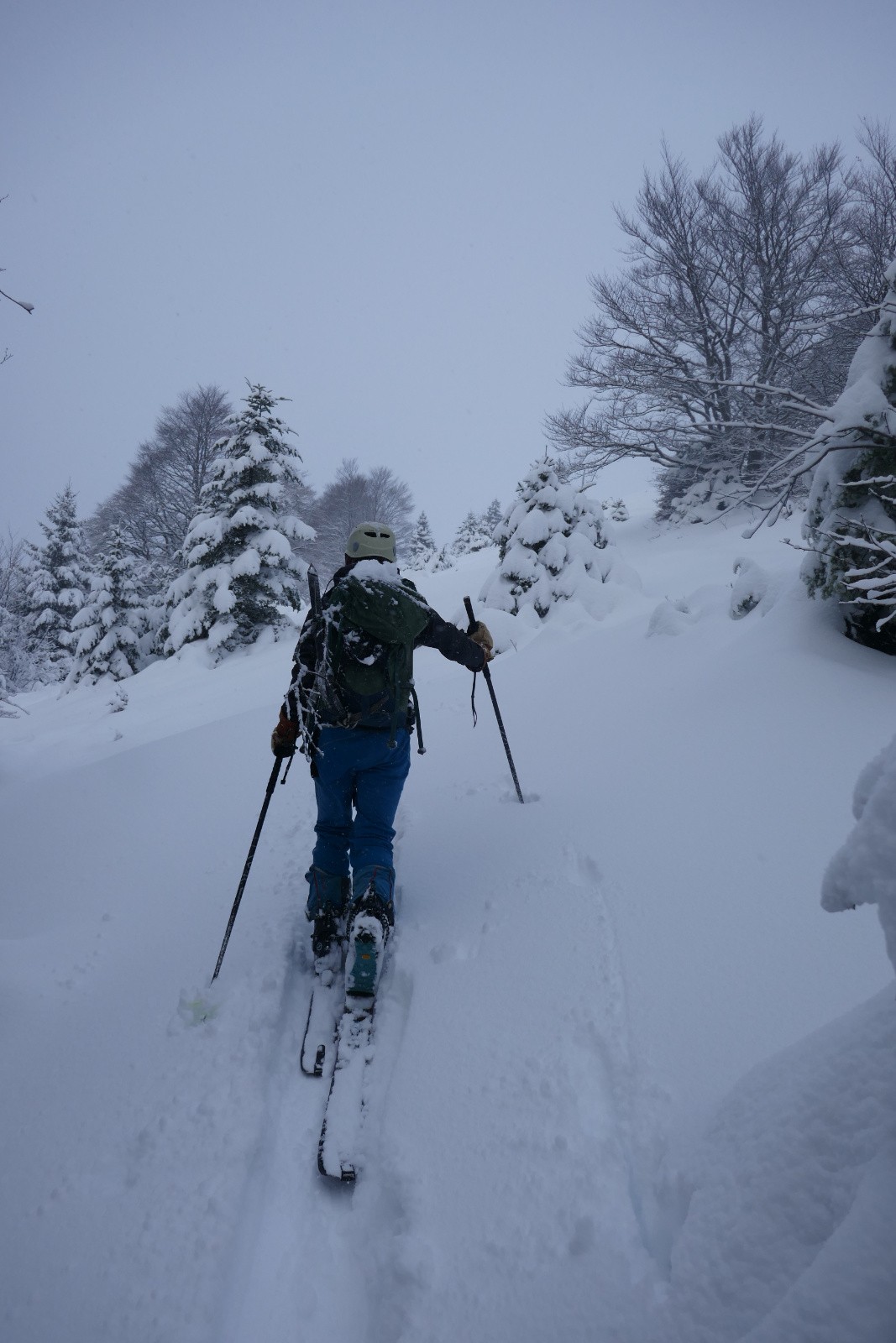 Sortie de Forêt  