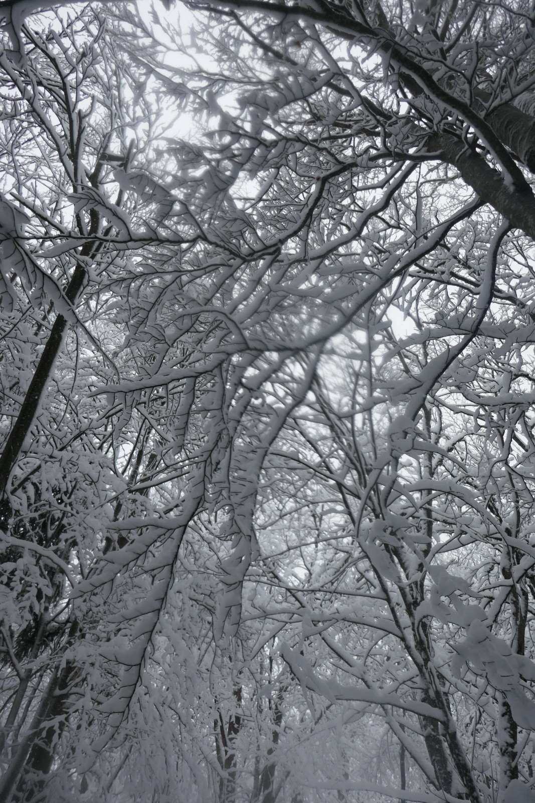 Forêt enchantée  